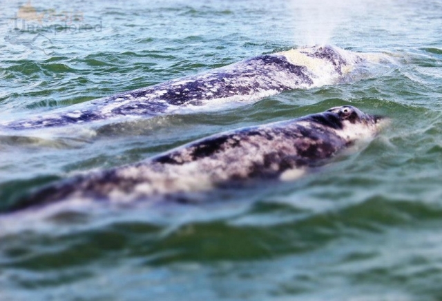  Gray whales 